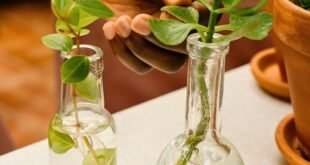 Plants That Grow in Water Without Soil