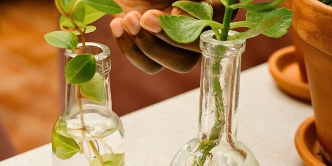 Plants That Grow in Water Without Soil