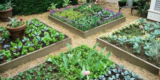raised bed garden ideas