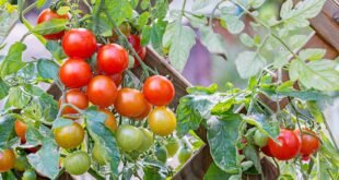 tomato trellis ideas