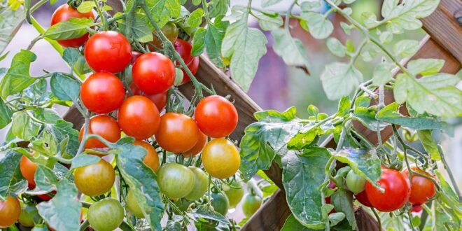 tomato trellis ideas